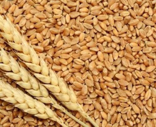 Organic Brown Wheat Seeds, Packaging Type : Jute Bags, Plastic Packets, PP Bags
