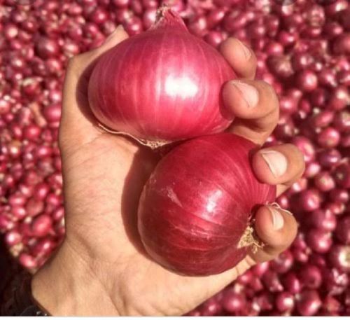 Organic Fresh Onion, For Good Nutritions, Hygienically Packed, Packaging Type : Plastic Packet