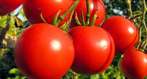 Organic Fresh Tomato, For Cooking, Skin Products, Packaging Type : Plastic Crates