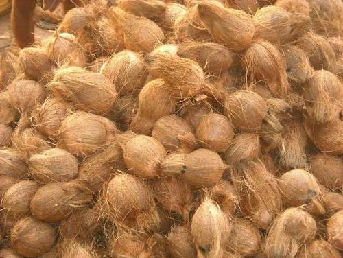 Organic Semi Husked Coconut, Packaging Size : 10Kg, 20Kg