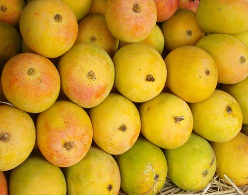 Organic Fresh Alphonso Mango, Shelf Life : 10 Days