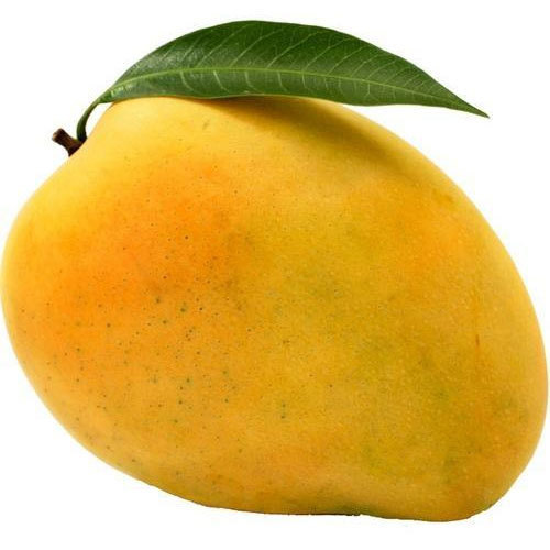 Organic Fresh Kesar Mango, Shelf Life : 10 Days
