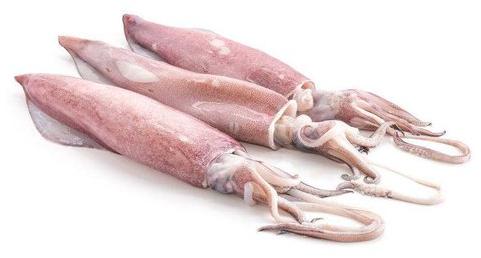 Fresh Squid