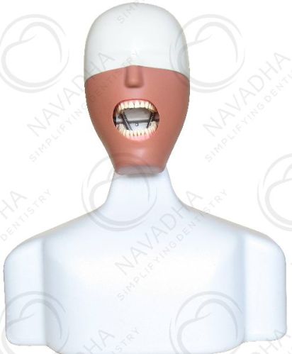 ITorso Dental Phantom Head Torso Manikin, For Clinic Etc., Hospital