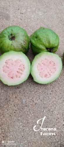 Organic Taiwan Pink Guava, Packaging Type : Plastic Packet