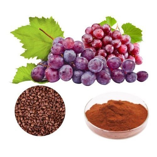 Natural Grape Seed Extract, For Medicinal, Food Additives, Beauty, Packaging Type : Bottle, Poly Bags