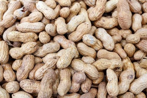 Common Groundnut Shell Whole, Packaging Size : 30-50kg