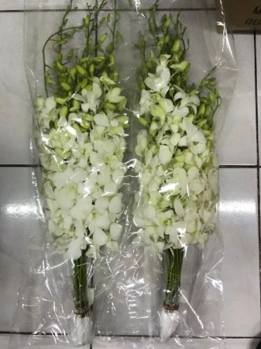 Common Fresh White Orchids, For Decorative, Vase Displays