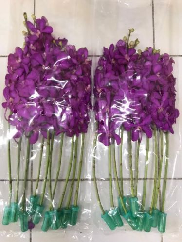 Organic Pink Mokara Orchid Flower, For Decorative, Occasion : Making Perfumes