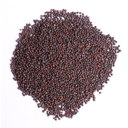 Organic Mustard Seeds, Packaging Type : Plastic Packet