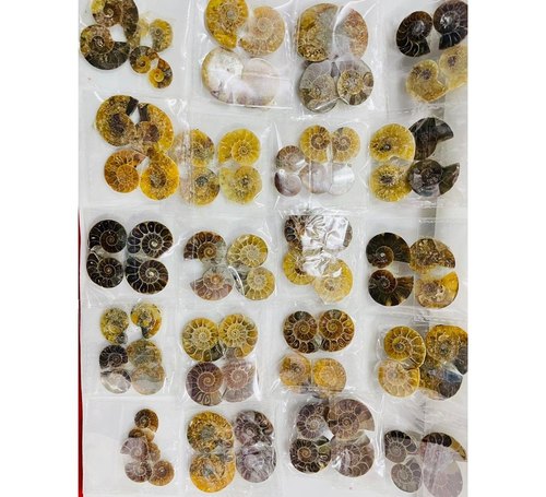 Ammonite Rough Stone, For Decoration, Feature : Crack Resistance, Good Looking