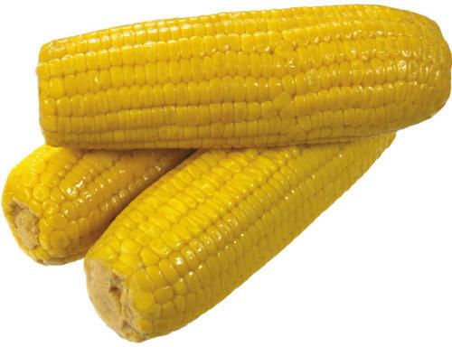 Yellow Corn, For Animal Feed, Cattle Feed, Flour, Food Grade Powder, Certification : ISO 9001-2008