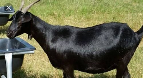 Bengal Goat, Gender : Female/male