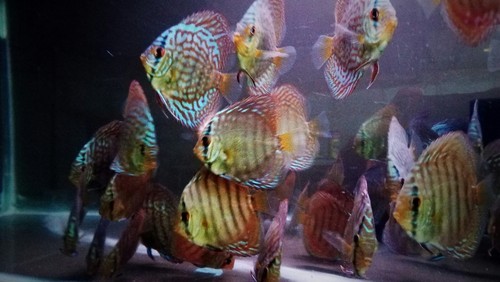 Discus Fish