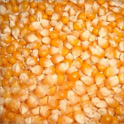 Natural Maize Seeds, For Agriculture, Packaging Type : Vaccum Pack