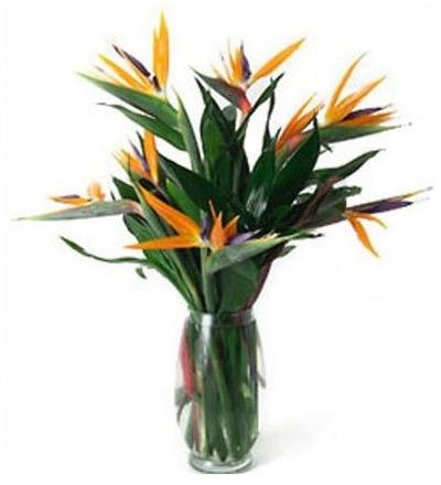 Bird Of Paradise Flower