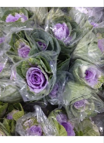 Brassica Flower, Color : Purple