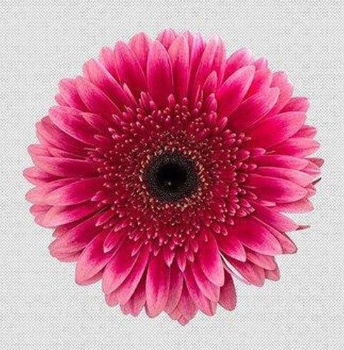 Gerbera Daisy Flower, Color : Pink