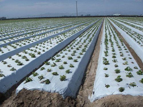 Plastic Agricultural Mulch Film, For Drip Irrigation, General Water Delivery, Length : 400 Mtrs