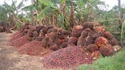 Palm Nuts, Feature : Superior Quality, Standard Specs, Highly Reliable, Best In Quality, Safely Packed.
