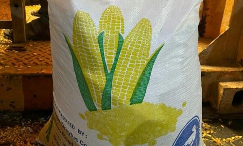 GMO maize, Packaging Type : Jute Bags, PP Bags for Human Food