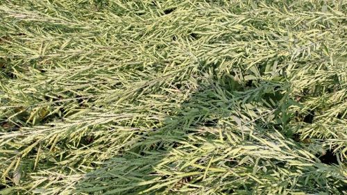 Mustard Seeds, Packaging Size : 500gm