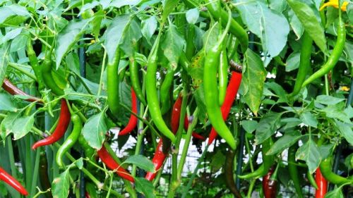 BS 241 Red Chilli Seeds, Packaging Type : Plastic Packet