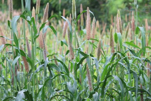 F1 Varsha 113 Bajra Seeds, Packaging Type : Plastic Bag