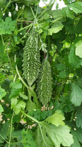 F1 Vinayaka Bitter Gourd Seeds, Packaging Type : Plastic Packet