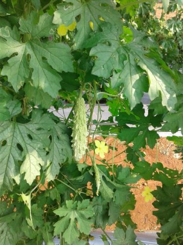 F1 White Dragon Bitter Gourd Seeds, Packaging Type : Plastic Packet