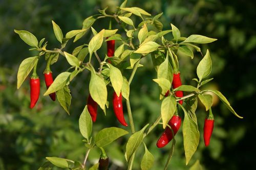 Organic Jyotika Red Chilli Seeds, Packaging Type : Plastic Packet