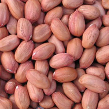 Groundnut Seeds, Purity : 99%
