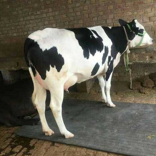 HF Cow