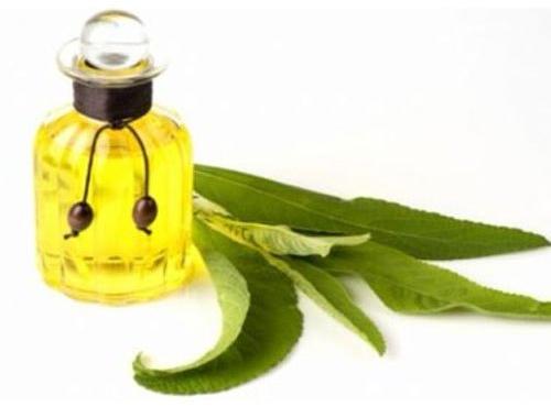 Camphor Essential Oil, Form : Liquid