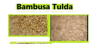 Natural Bambusa Tulda Seed, Style : Dried