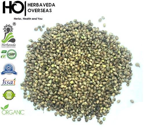 Hemp Bhang Seeds