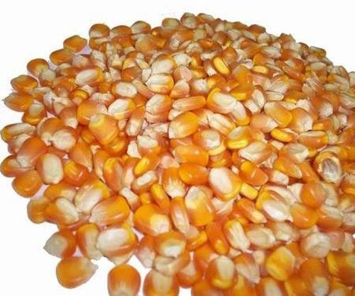 Round Human Consumption Yellow Maize