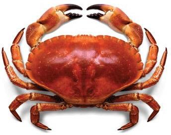 Sea Crab, Packaging Type : Cartons