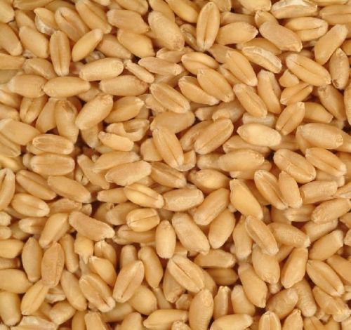 Organic Wheat Grains, For Cooking