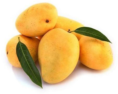 Organic Kesar Mango, Shelf Life : 5-10Days