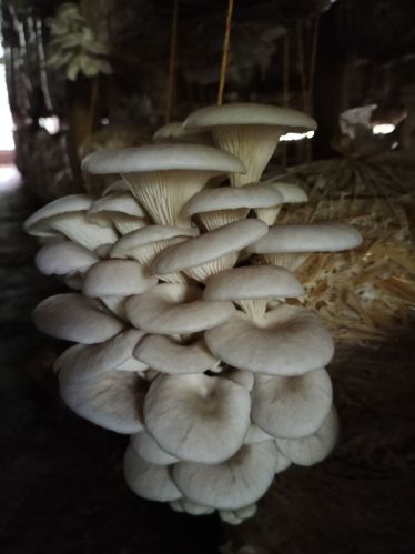 Common Oyster Mushroom, For Cooking, Packaging Type : Plastic Bag, Polythene Bag, Cartoon