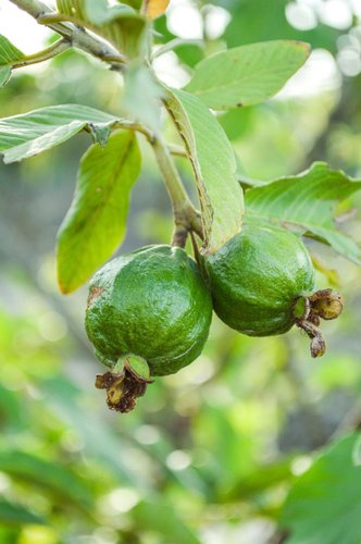 Guava Plants