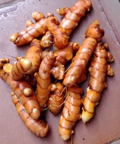 Polished Common Turmeric, For Cooking, Spices, Food Medicine, Certification : Import Certifications