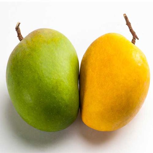 Organic Fresh Himsagar Mango, For Direct Consumption, Food Processing, Juice Making, Feature : Bore Free