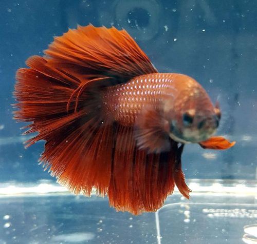 Live Betta Fish, Feature : Colorful