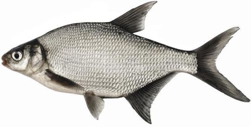 Live Silver Croaker Fish, For Human Consumption, Feature : Non Harmful, Protein