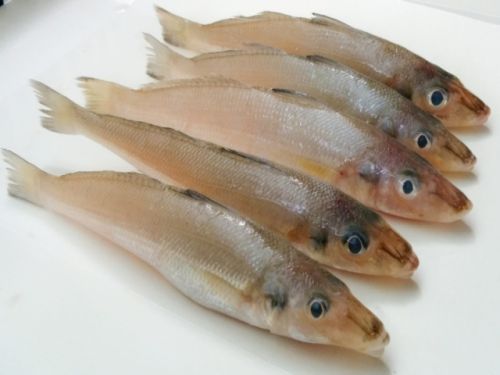 Live Silver Sillago Fish, For Human Consumption, Feature : Non Harmful