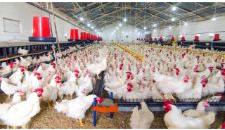 Poultry Feed Supplement, Form : Powder