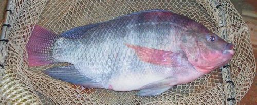 Monosex GIFT Tilapia Seed, Feature : Stylish