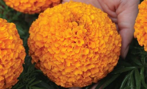 Fresh Marigold Flowers, For Decorative, Garlands, Vase Displays, Wreaths, Occasion : Birthday, Party